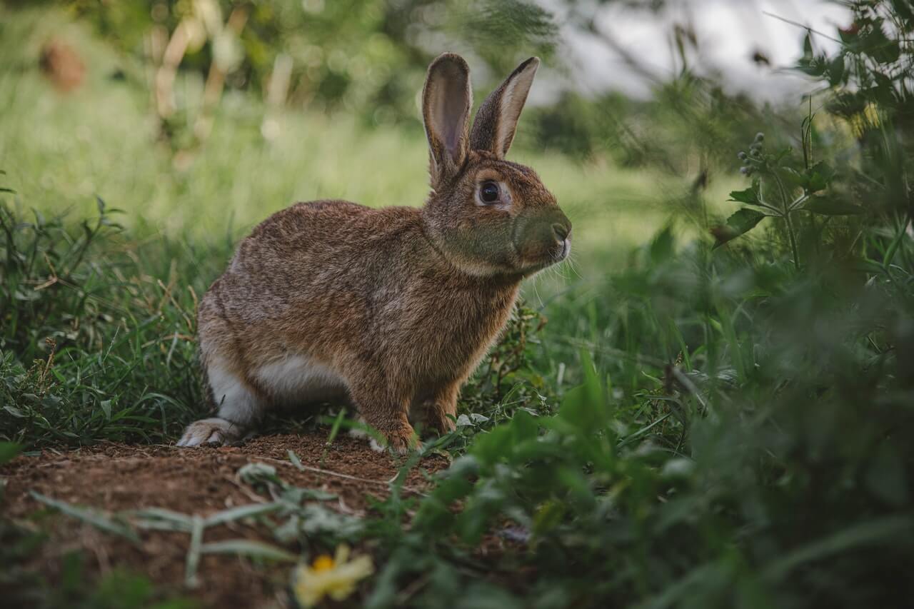 How to Keep Rabbits Out Of Garden Beds Guide For 2024