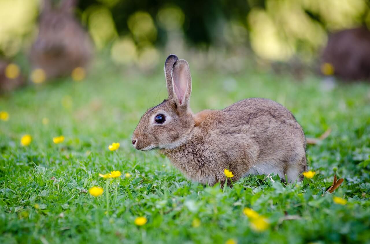 How to Keep Rabbits Out Of Garden Beds Guide For 2024