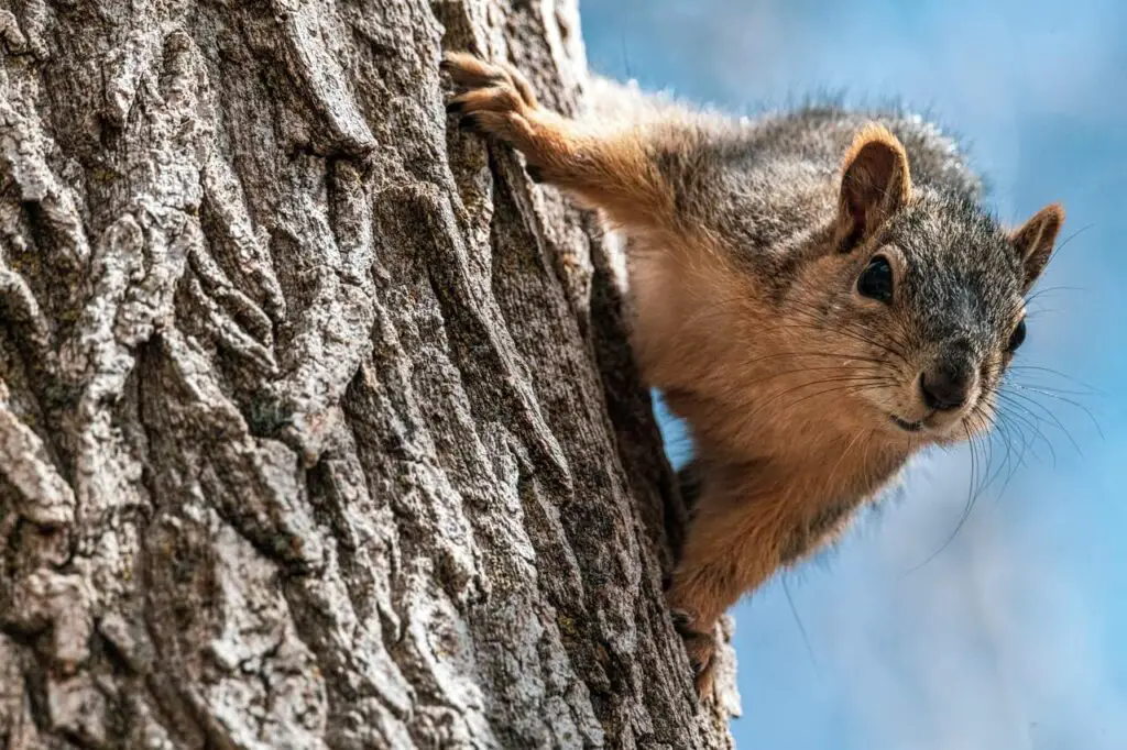 Do Squirrels Eat Bird Eggs? Nature Guide For 2022 Own The Yard