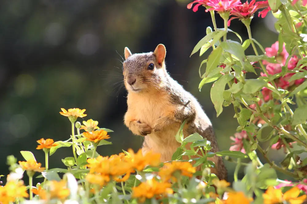 How to Repel Squirrels: Wildlife Prevention Guide For 2023