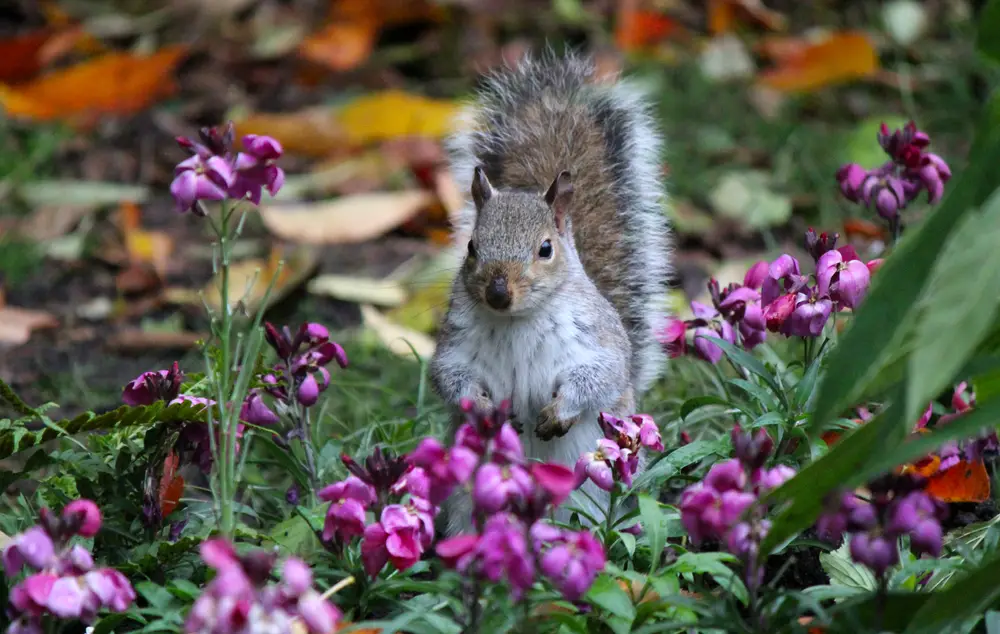 How to Keep Squirrels Out of the Garden: 15 Effective Tips For 2023