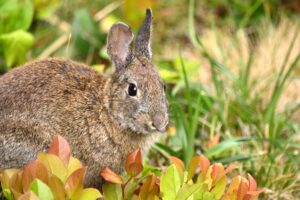 How to Keep Rabbits Out Of Garden Beds: Guide For 2021