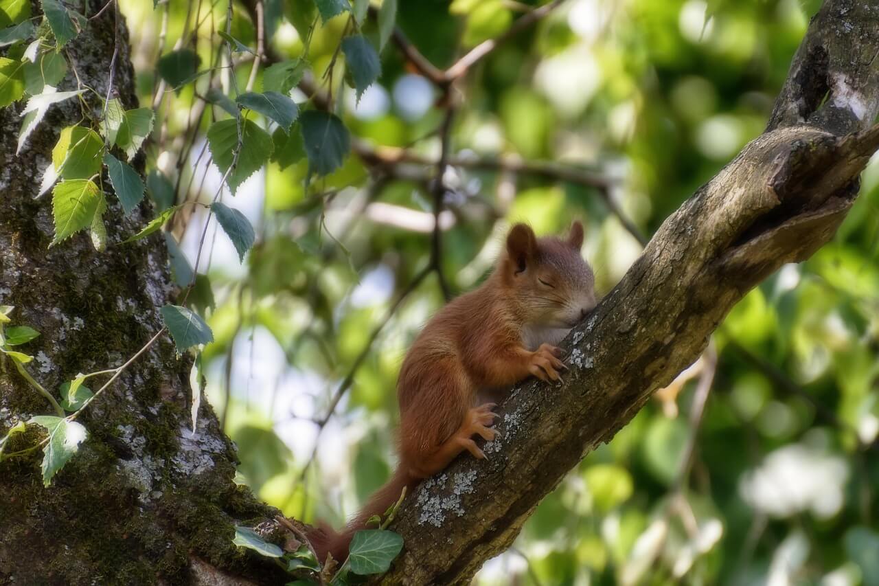 Where do squirrels sleep wildlife guide for 2022 own the yard