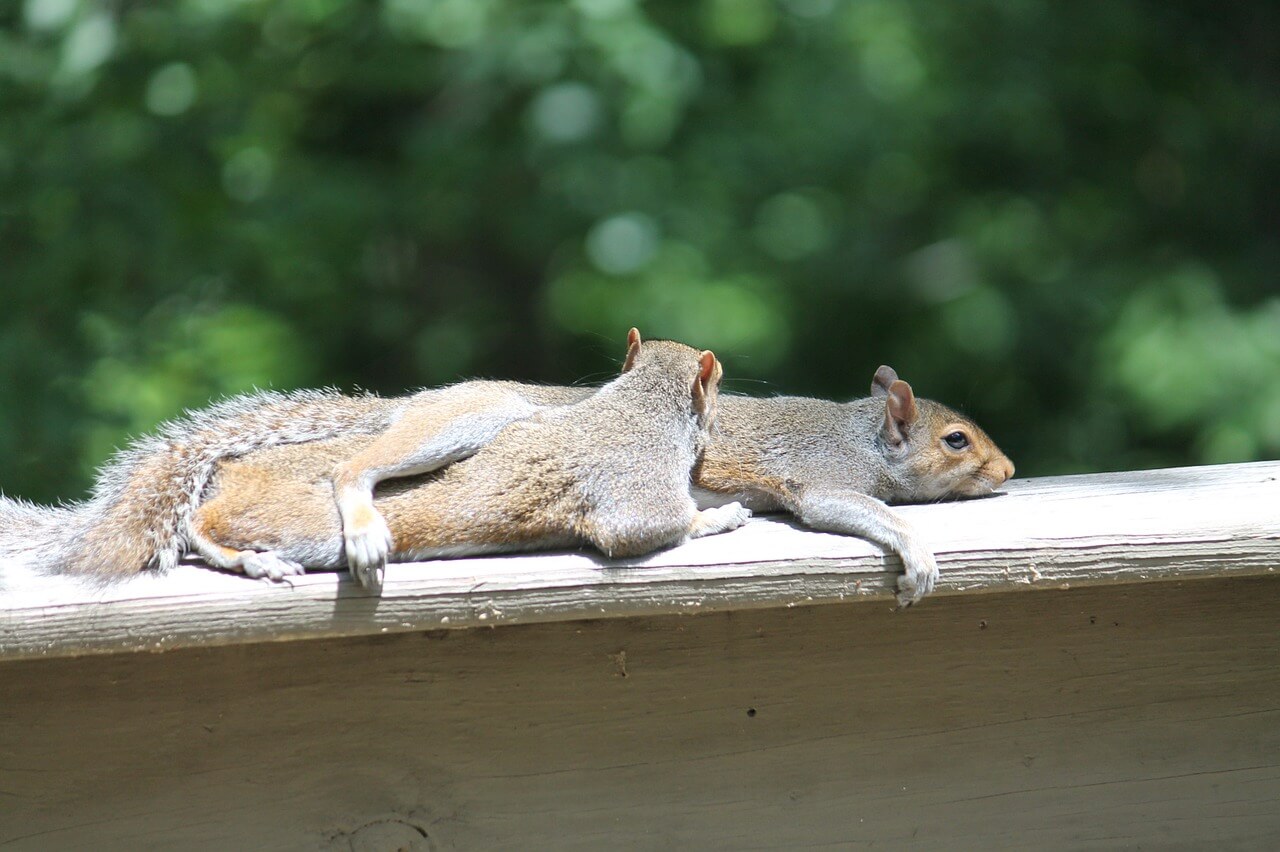 Where do squirrels sleep wildlife guide for 2022 own the yard
