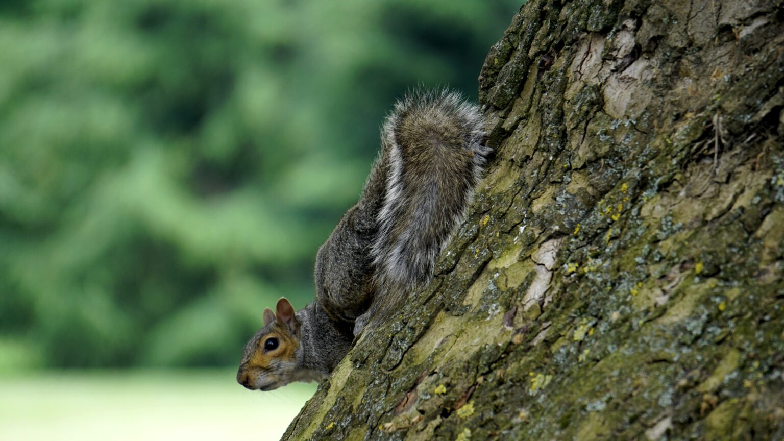 What To Feed Baby Squirrels A Complete Guide For 2022 Own The Yard