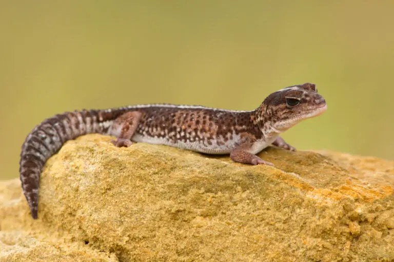 How Long Do Lizards Live? Guide For 2022 Own The Yard