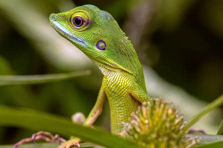 How to Get Rid of Lizards in Your Garden! Guide For 2023: Own The Yard - Shutterstock 1727879824 768x509