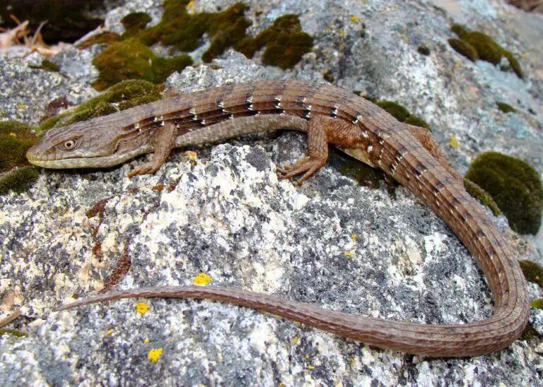 How Long Do Lizards Live? Guide For 2022 Own The Yard