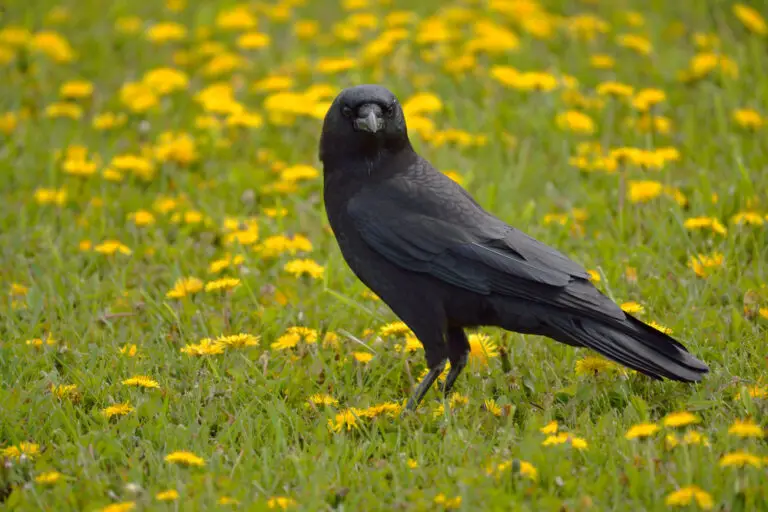 Backyard Birds Of Michigan The 18 Most Common Species (2022 Guide)