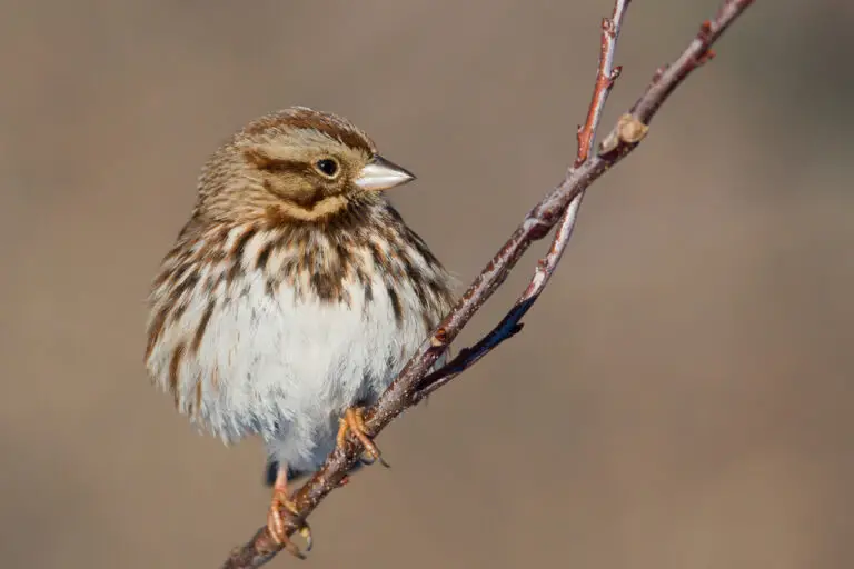 Backyard Birds Of Michigan The 18 Most Common Species (2022 Guide)