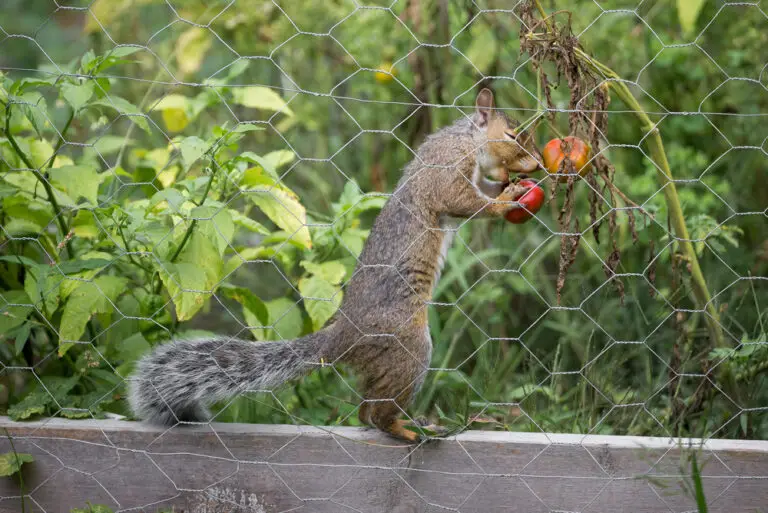 Do Squirrels Eat Tomatoes? Pest & Garden Guide For 2024