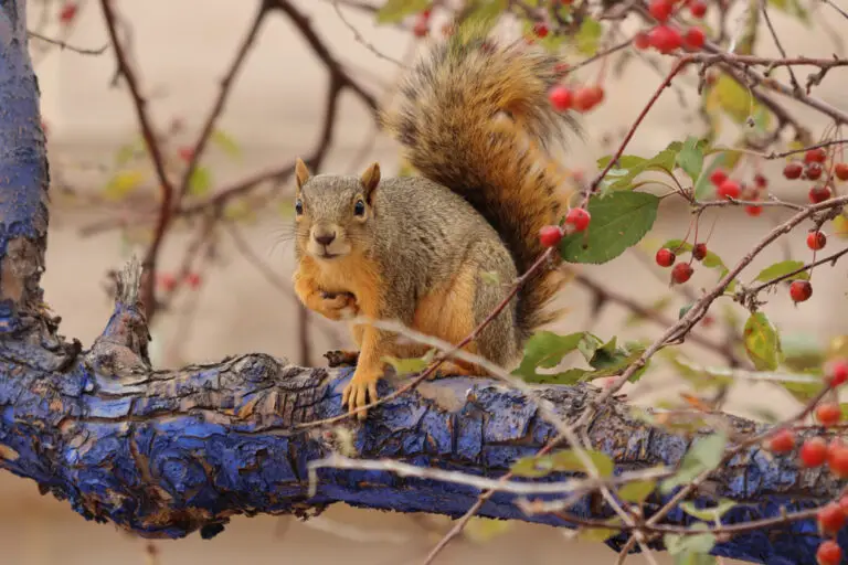 How to Kill Squirrels A Brief Overview For 2023 Own The Yard