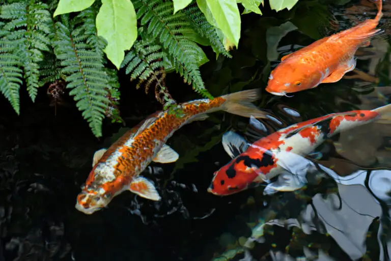 How Much Do Koi Fish Cost? Ultimate Guide For 2022 Own The Yard